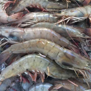 large and succulent shrimp